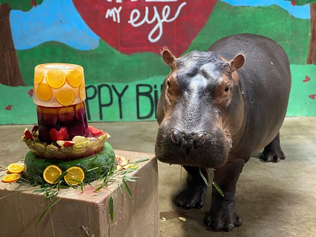 Fiona celebrating her fourth birthday