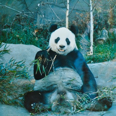Panda at the Cincinnati Zoo, 1988In 1988, the Cincinnati Zoo & Botanical Gardens hosted a visiting panda bear, Chia Chia, who was stopping over for three months when he was being moved from a zoo in London to one in Mexico City, according to an article from the New York Times at the time. After his arrival, the zoo had to close the exhibit for at least five days because Chia Chia was homesick. Chia Chia left the zoo at the end of November that year, and while the zoo said his overall stay was a success, they were disappointed he didn't generate more money and crowds, according to this 1988 article.