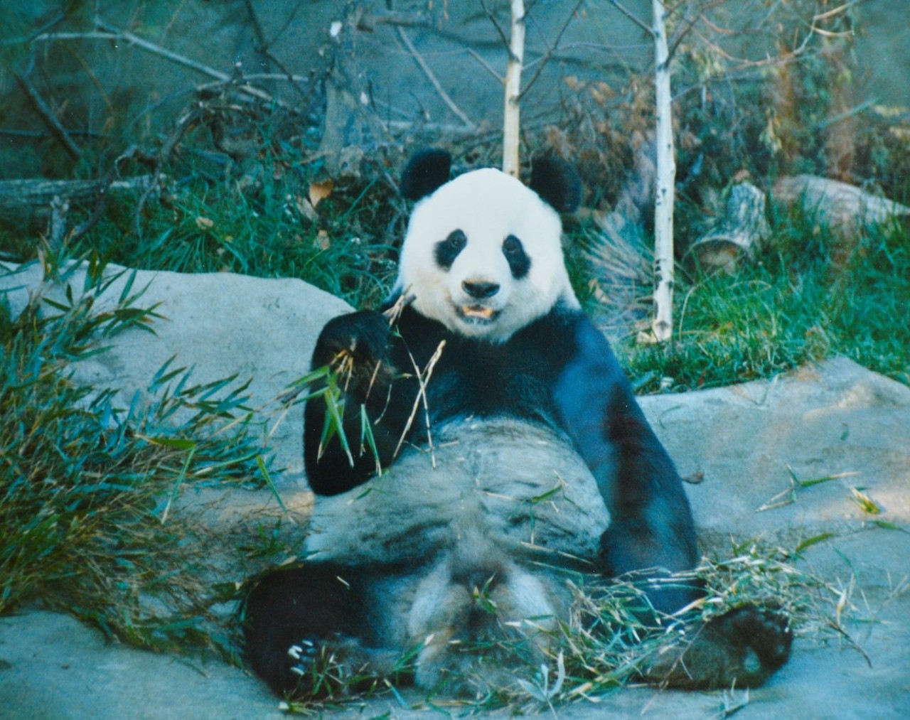 Panda at the Cincinnati Zoo, 1988
In 1988, the Cincinnati Zoo & Botanical Gardens hosted a visiting panda bear, Chia Chia, who was stopping over for three months when he was being moved from a zoo in London to one in Mexico City, according to an article from the New York Times at the time. After his arrival, the zoo had to close the exhibit for at least five days because Chia Chia was homesick. Chia Chia left the zoo at the end of November that year, and while the zoo said his overall stay was a success, they were disappointed he didn't generate more money and crowds, according to this 1988 article.