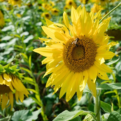 Here's Everything We Saw During the Gorman Heritage Farm Sunflower Festival