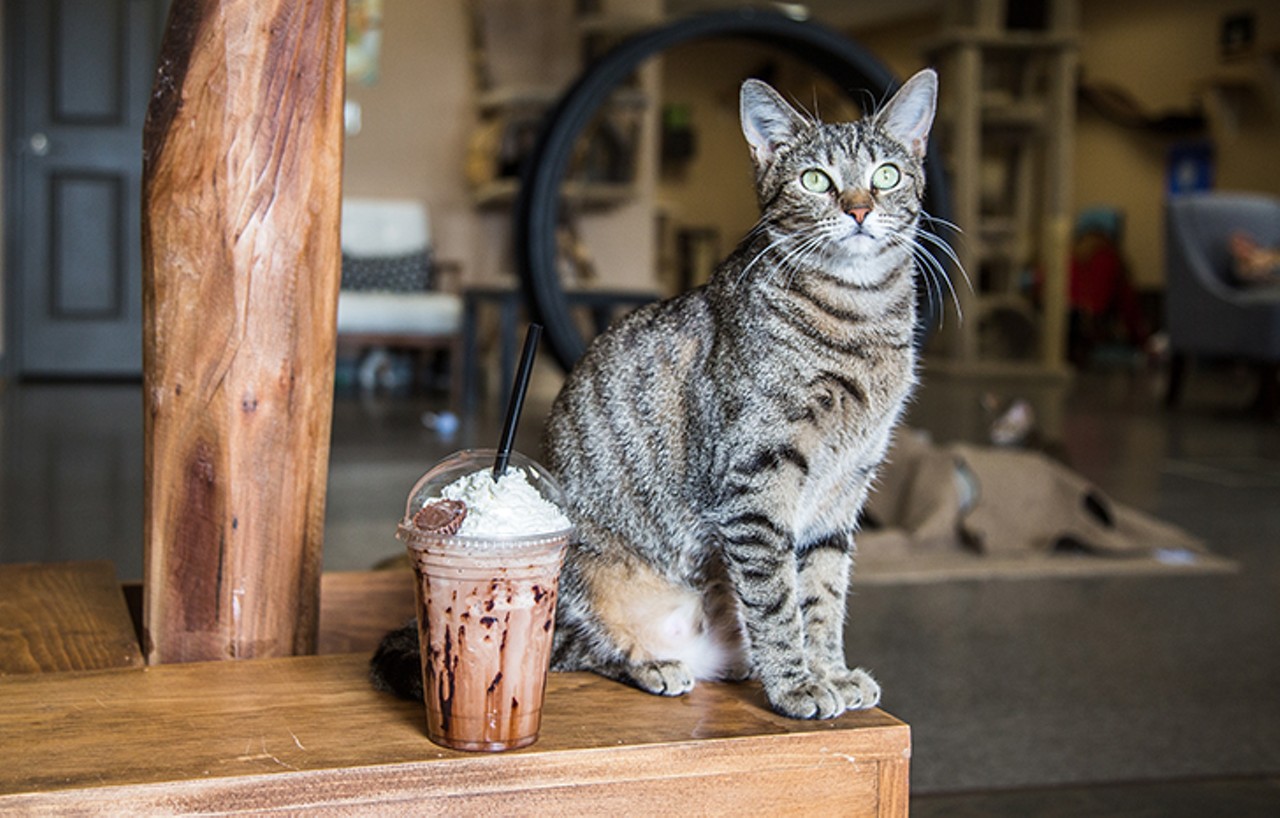 Inside Kitty Brew Caf&eacute;, a Coffee Shop Meets Cat Adoption Agency in Mason