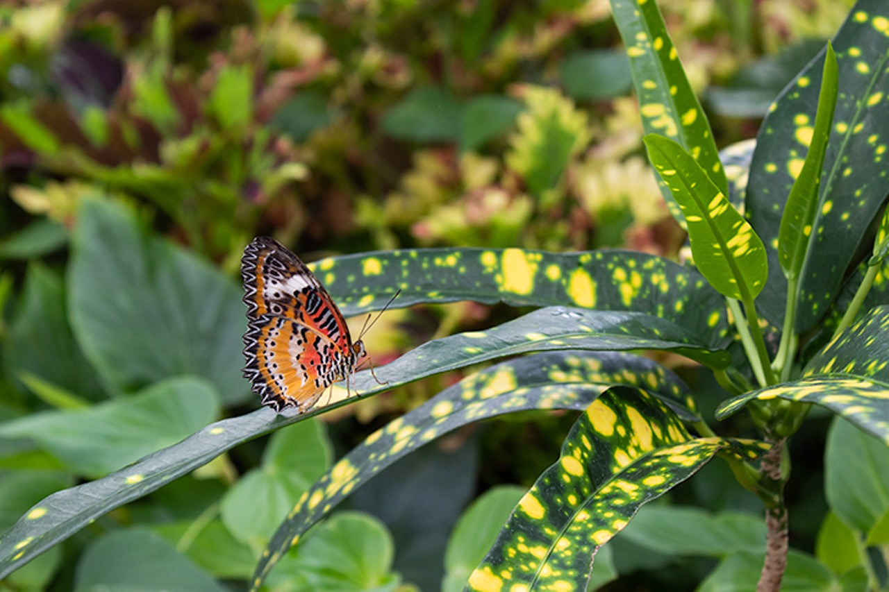 Inside Krohn Conservatory's Vibrant 'Butterflies of Bali' Show