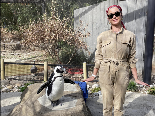 Katy Perry and Simon the black-footed penguin.