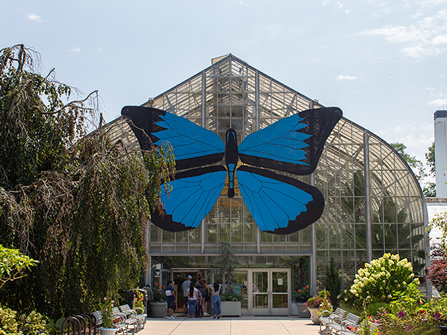 Butterflies of Bali took over Krohn Conservatory in 2020 and 2021.