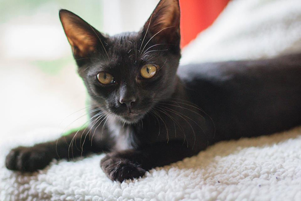 Rigby
Age: 3 months old | Breed: Domestic Shorthair | Sex: Female | Rescue: Louie&#146;s Legacy 
Photo via LouiesLegacy.org