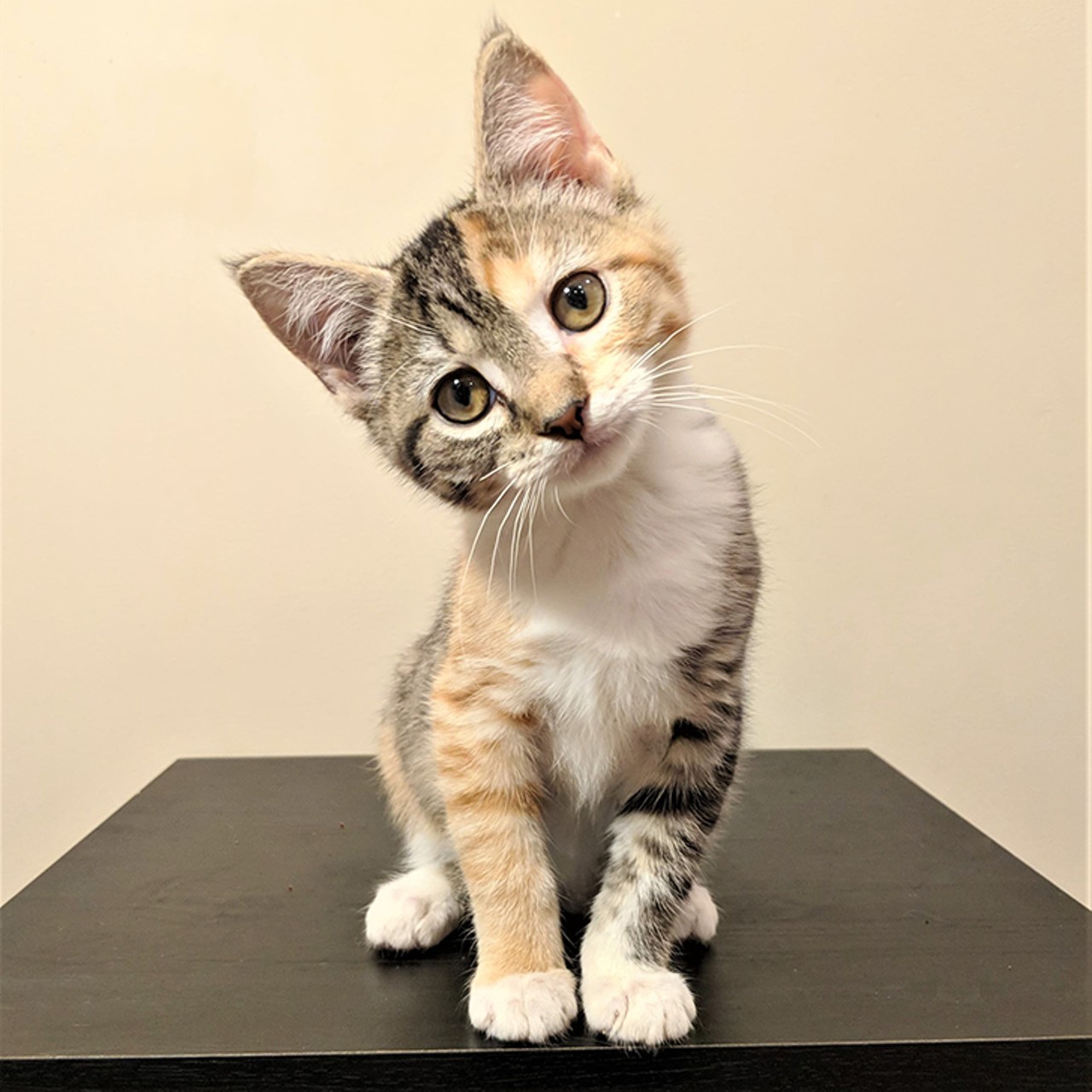 Quesadilla
Age: 5 months old | Breed: Domestic Shorthair | Sex: Female | Rescue: Louie&#146;s Legacy 
Photo via LouiesLegacy.org