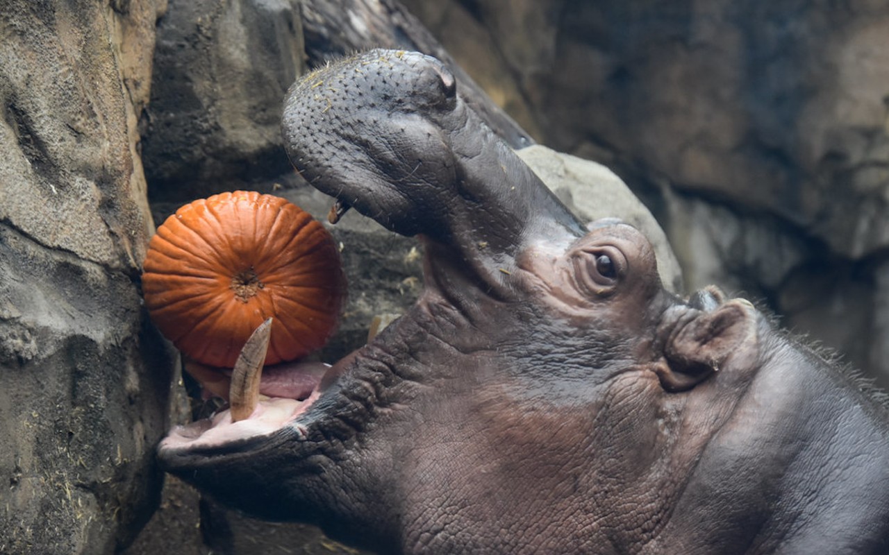 HallZOOween returns to the Cincinnati Zoo & Botanical Gardens the remaining weekends in October.