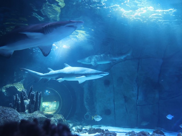 The Newport Aquarium will study the sand tiger sharks as part of a conservation program with the Association of Zoos and Aquariums.