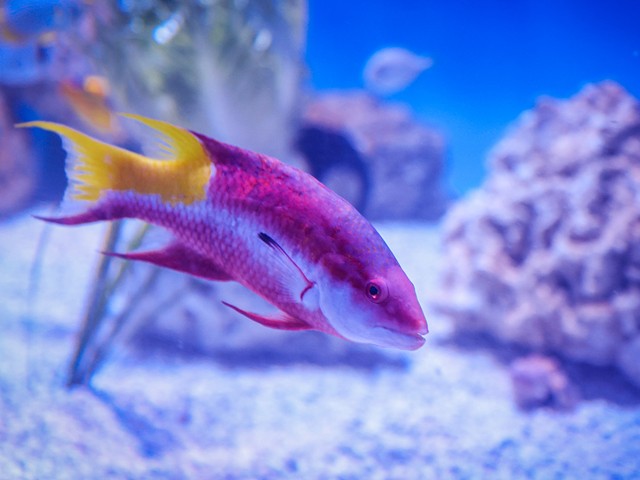 The Cuban hogfish is one of the many baby marine species you'll see in Hatchling Harbor.