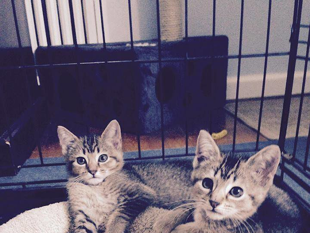 Note: This is a photo of kittens from OAR's Facebook page — we don't know if these exact kittens are available for adoption, but even if they aren't, many other cats at the shower will be.