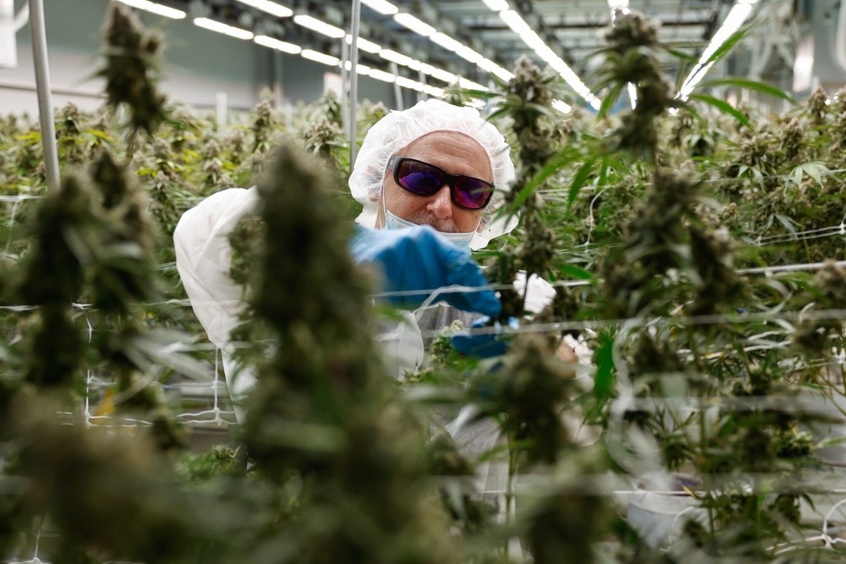 BUCKEYE LAKE, Ohio — AUGUST 17: Roger Davis of Grove City works to remove fan leaves from around the flowers before the marijuana plants are dried, August 17, 2023, at PharmaCann, Inc.’s cultivation and processing facility in Buckeye Lake, Ohio.