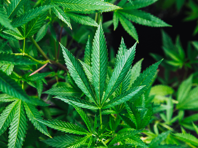 Ohio's Hemp Legalization Complicates Probable Cause for Marijuana Charges