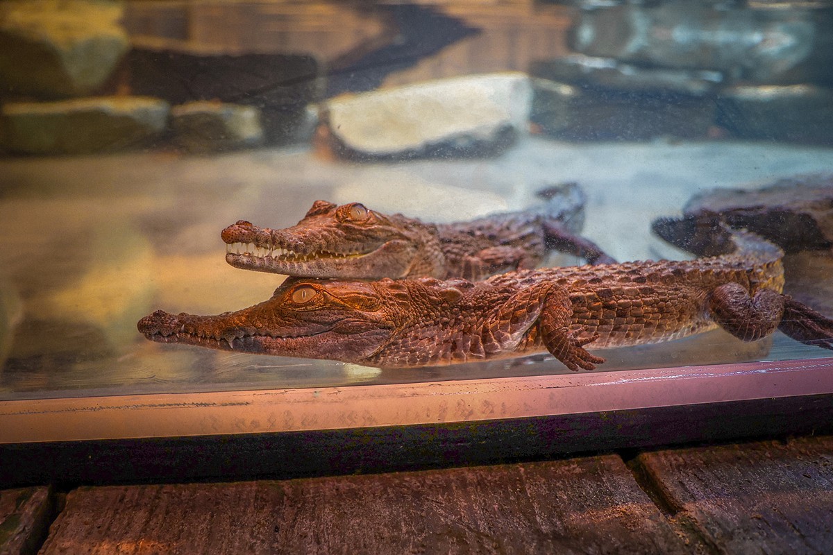 Baby Orinoco Crocodiles now at Newport Aquarium
