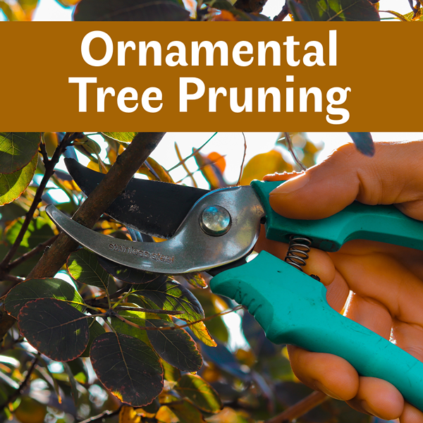 Ornamental Tree Pruning