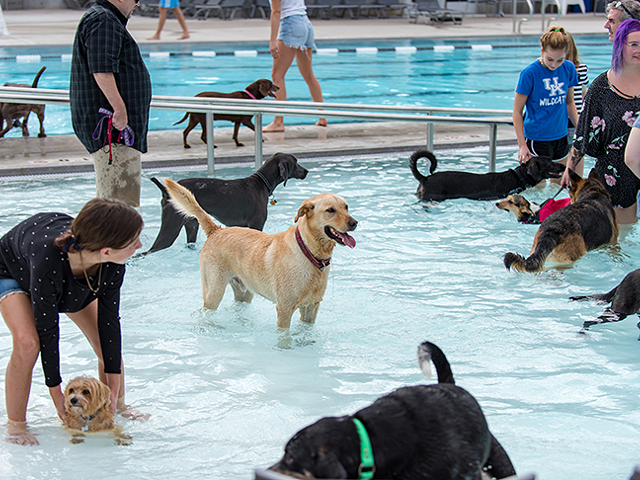 A past Dog Swim event at Ziegler Pool