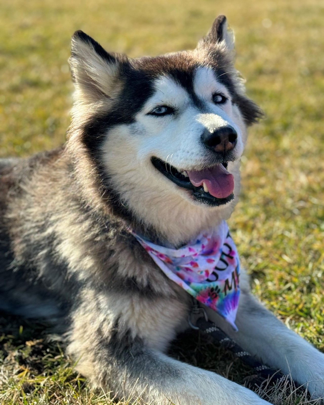 Lupe
League for Animal Welfare
“Lupe is stunning!! She is as sweet as she is beautiful. She loves a good hike or just cuddling on the couch. She will do anything as long as she can be with you.”