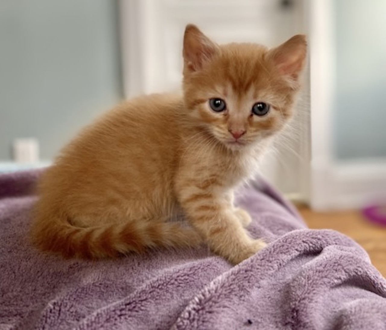 Perseus
Cincinnati Animal CARE
“Meet Perseus! This loyal boy is 2 months old and ready to find his future family! Come by Cincinnati Animal CARE’s booth at My Furry Valentine to meet him.”