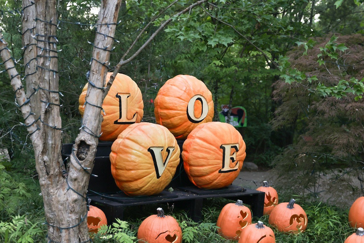 The opening night of the Jack O'Lantern Glow at the Cincinnati Zoo