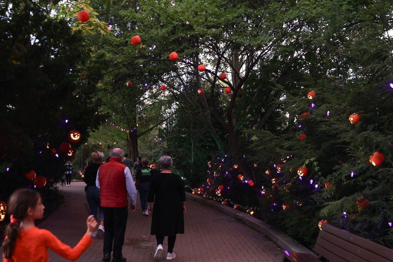 The opening night of the Jack O'Lantern Glow at the Cincinnati Zoo