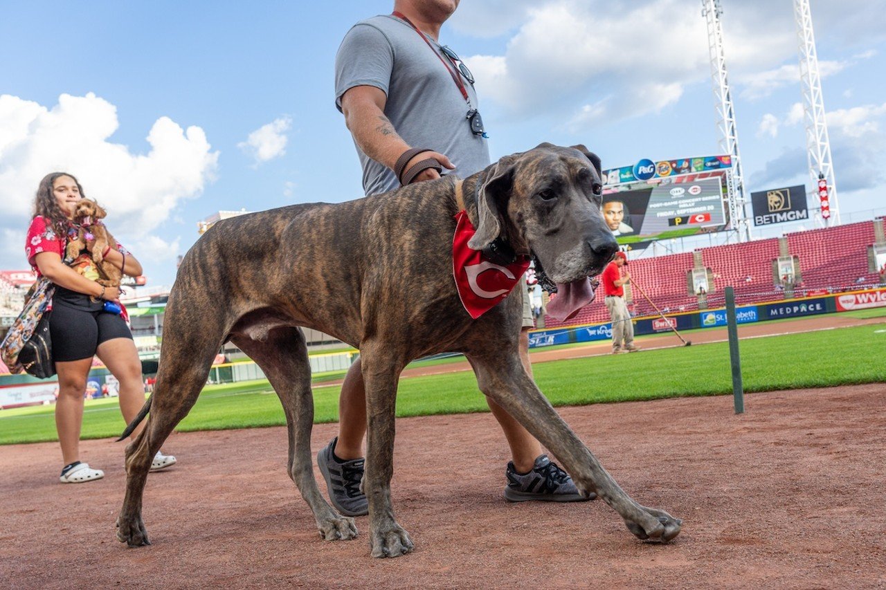 Dogs on parade for Bark in the Park | Cincinnati Reds vs. Atlanta Braves | Sept. 18, 2024