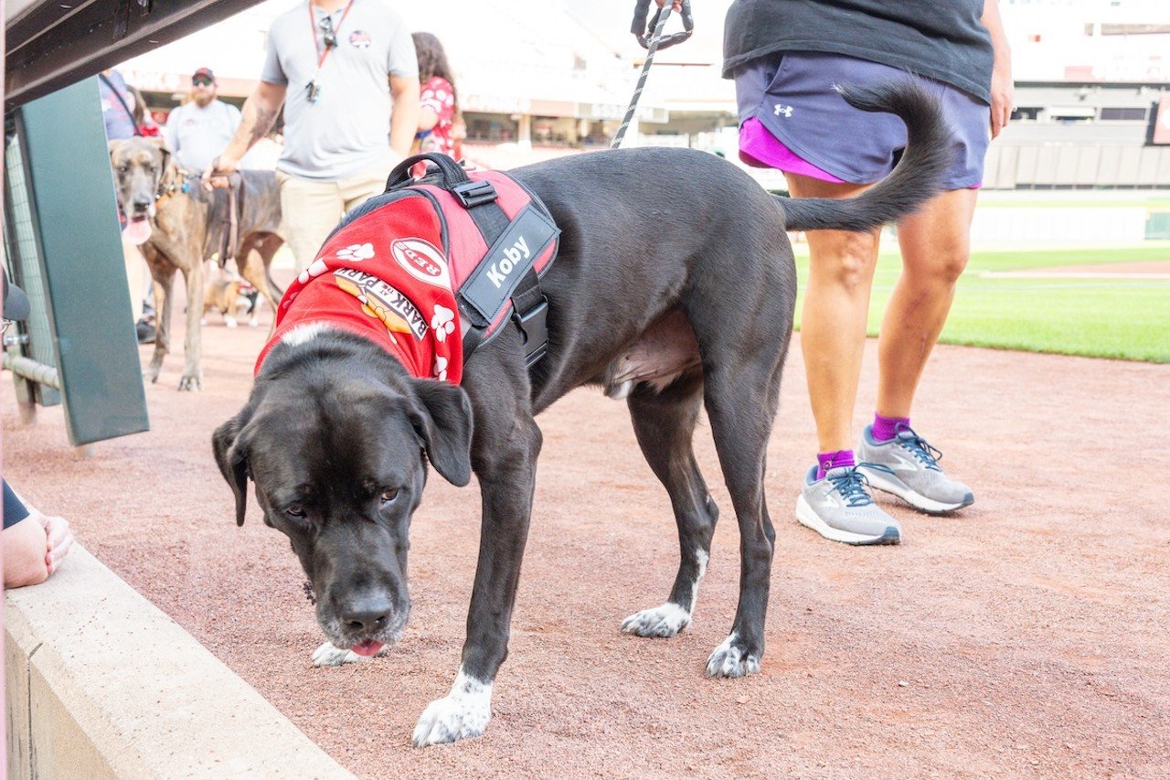 Dogs on parade for Bark in the Park | Cincinnati Reds vs. Atlanta Braves | Sept. 18, 2024