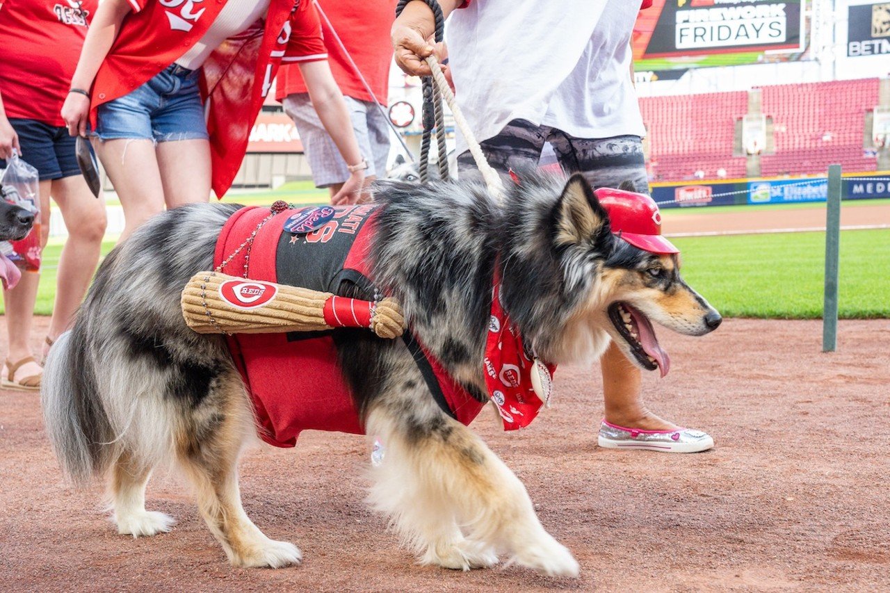 Dogs on parade for Bark in the Park | Cincinnati Reds vs. Atlanta Braves | Sept. 18, 2024