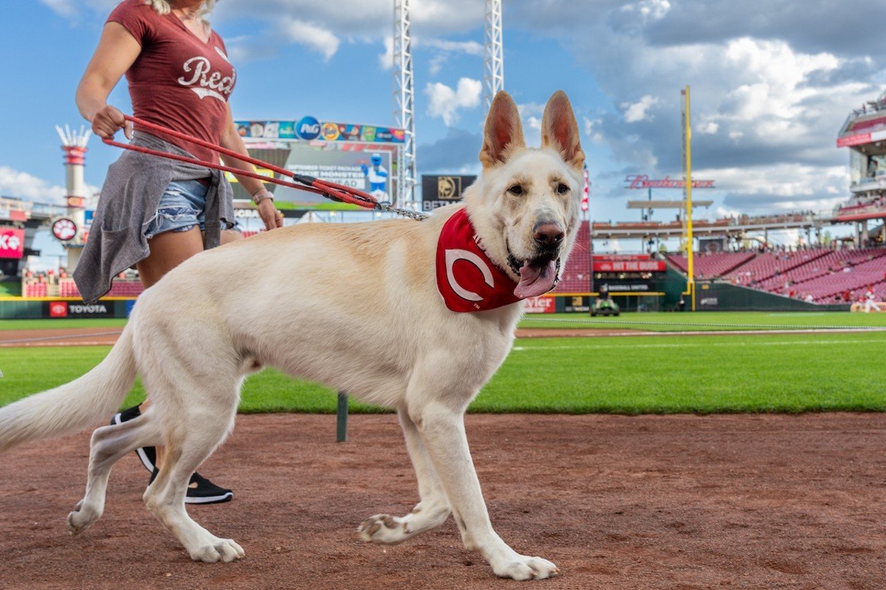 Dogs on parade for Bark in the Park | Cincinnati Reds vs. Atlanta Braves | Sept. 18, 2024