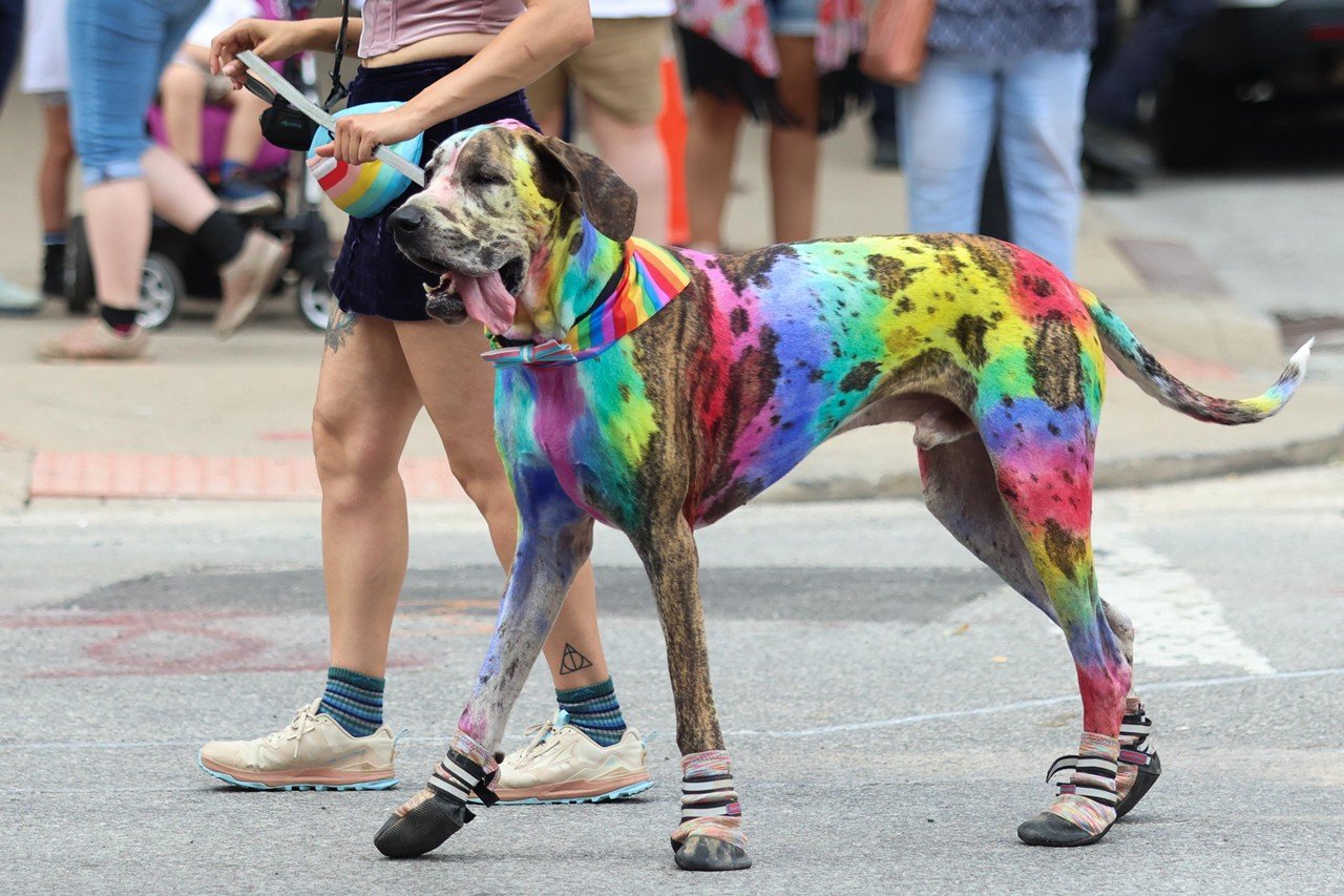 A rainbow-colored dog walks in Cincinnati Pride Parade on Saturday, June 22, 2024.