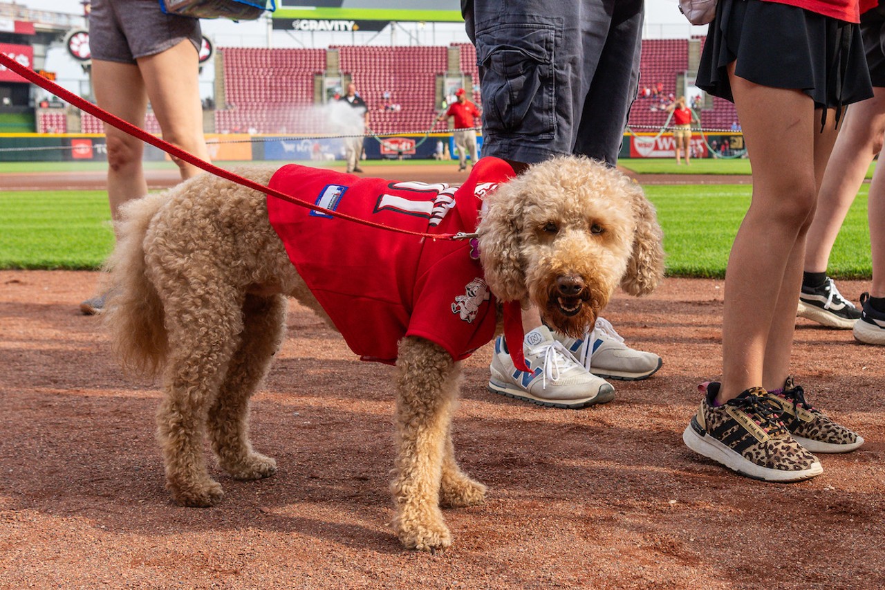 Dogs at the Cincinnati Reds' Bark in the Park Wednesday, May 22