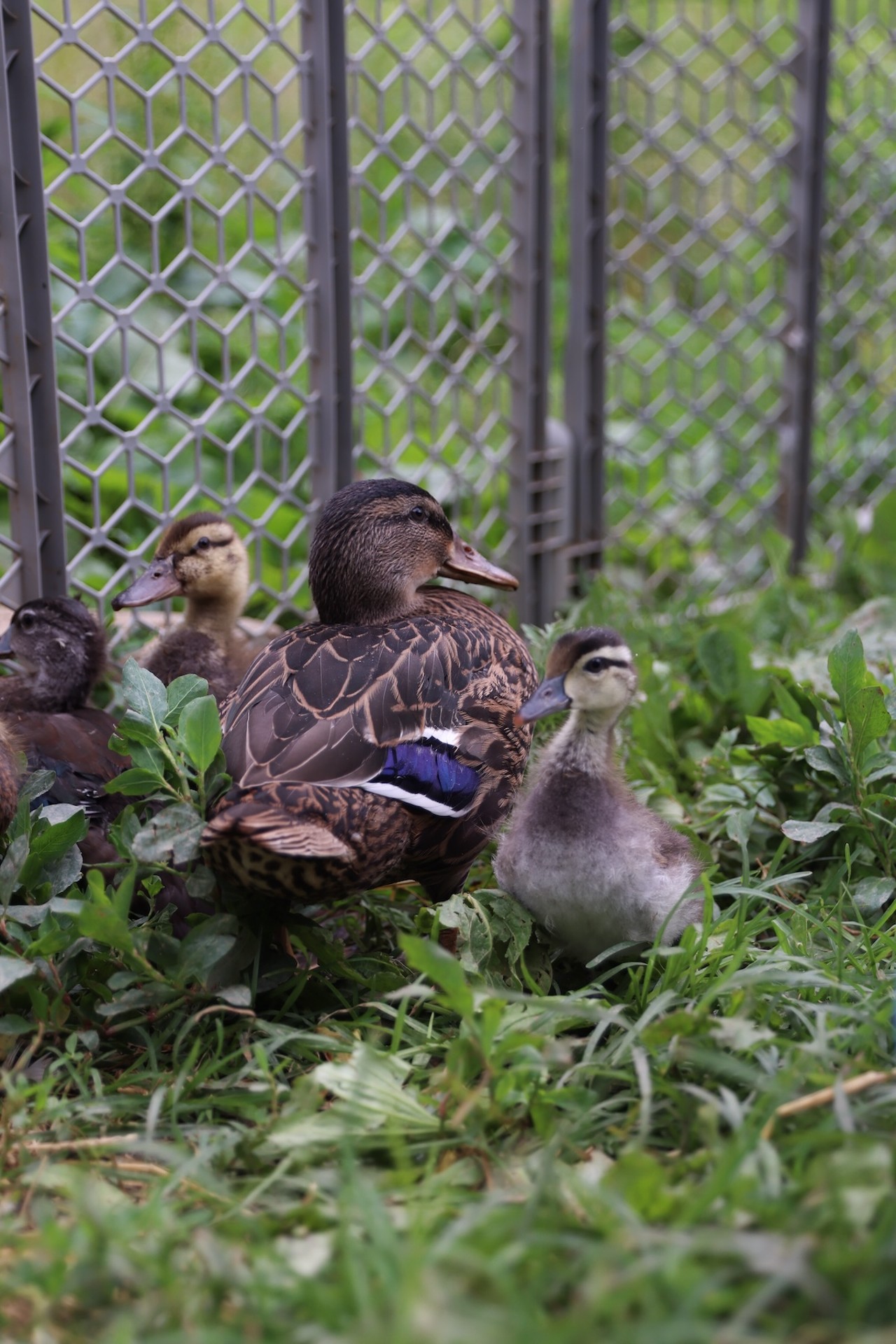 The youngest ducks of the group stay close together at Longbottom Bird Ranch on Monday, June 10, 2024.