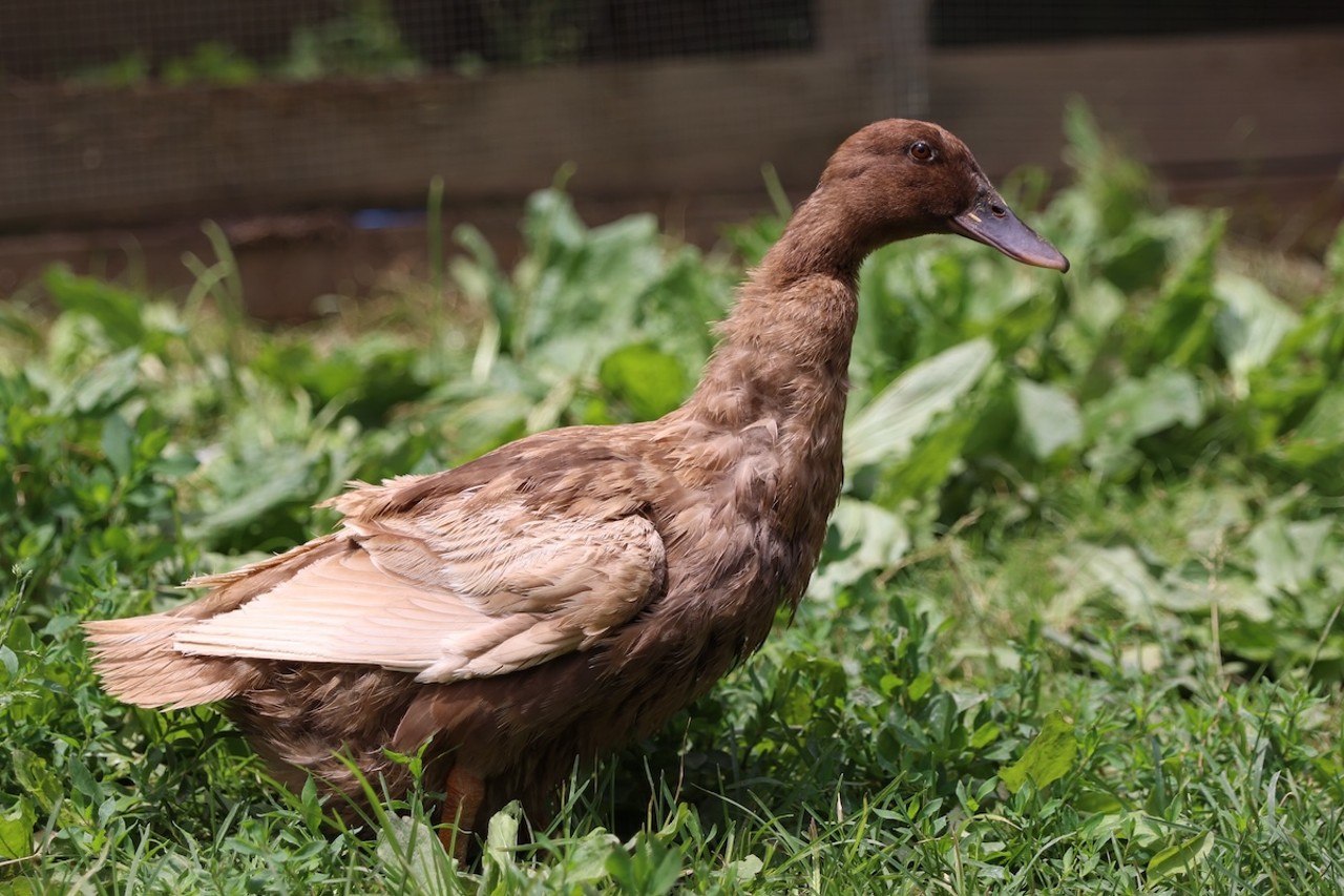 A duck walks around at Longbottom Bird Ranch on Monday, June 10, 2024.