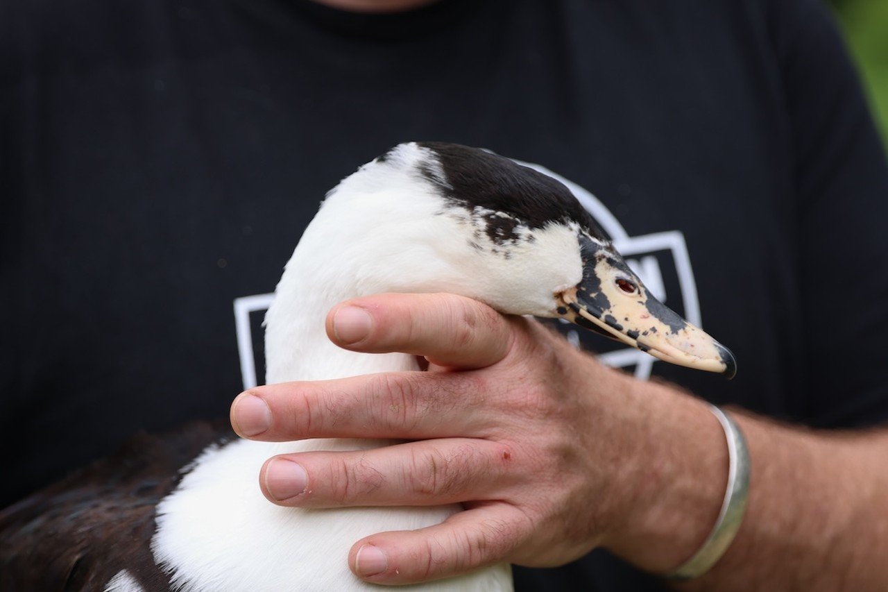 Jimmy Longbottom holds a blind duck at Longbottom Bird Ranch on Monday, June 10, 2024. This duck was born without eyes.