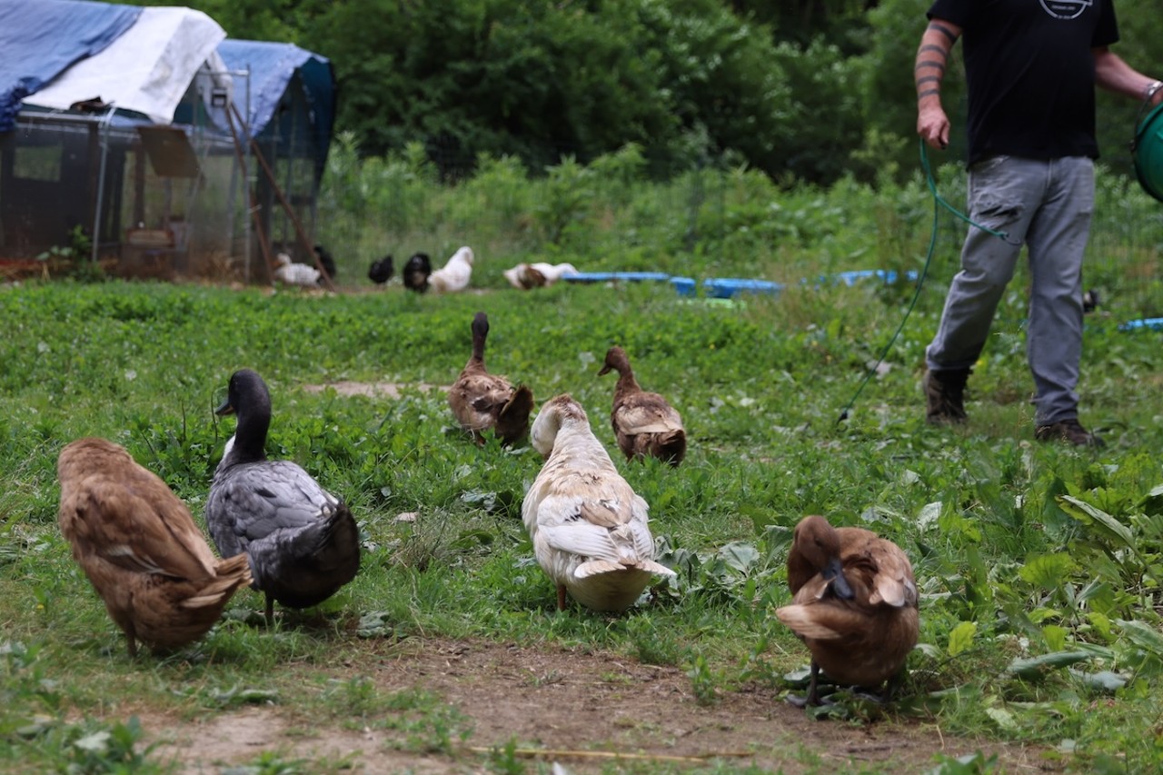 The ducks at Longbottom Bird Ranch on Monday, June 10, 2024.