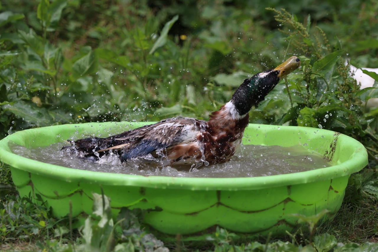 A duck washes off in the water at Longbottom Bird Ranch on Monday, June 10, 2024.