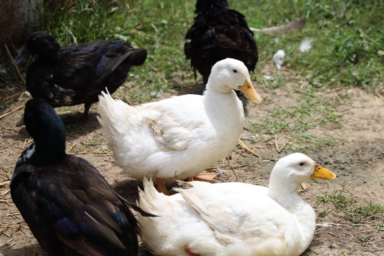 The ducks mingle during the day at Longbottom Bird Ranch on Monday, June 10, 2024.
