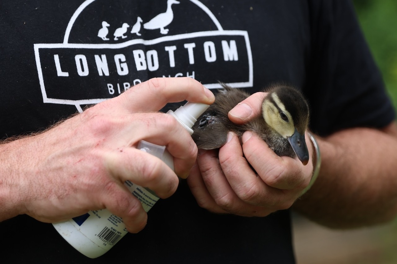 Jimmy Longbottom holds the youngest duck at Longbottom Bird Ranch on Monday, June 10, 2024. He is applying a medicine that will help the duck's wing heal.