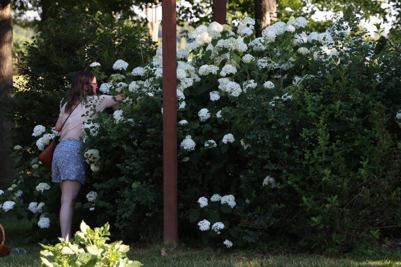 A woman picks flowers during the 'U-Pick' event at The Marmalade Lily on Wednesday, June 12, 2024.