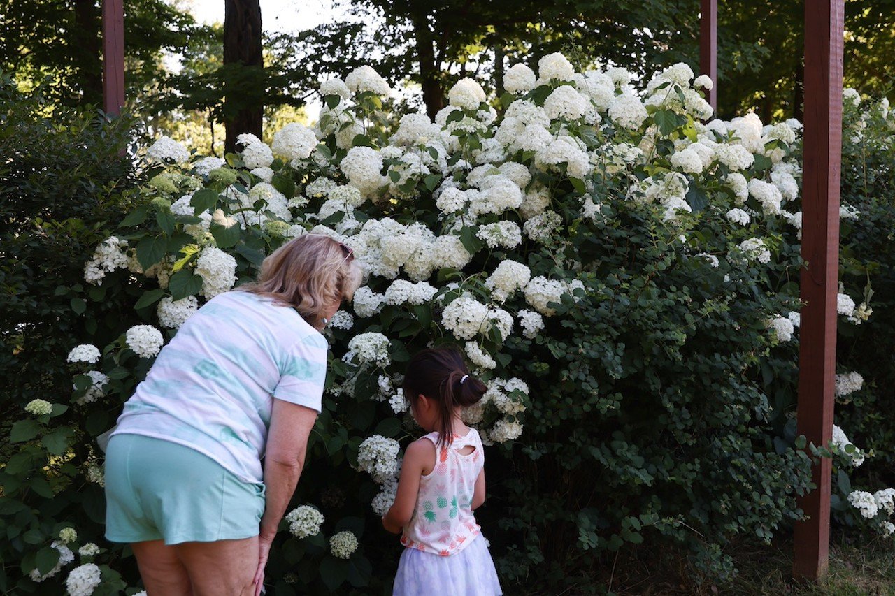 A woman picks flowers during the 'U-Pick' event at The Marmalade Lily on Wednesday, June 12, 2024.