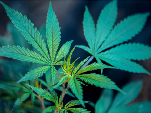 Poll: 9 in 10 Kentuckians Support Legalizing Medical Marijuana