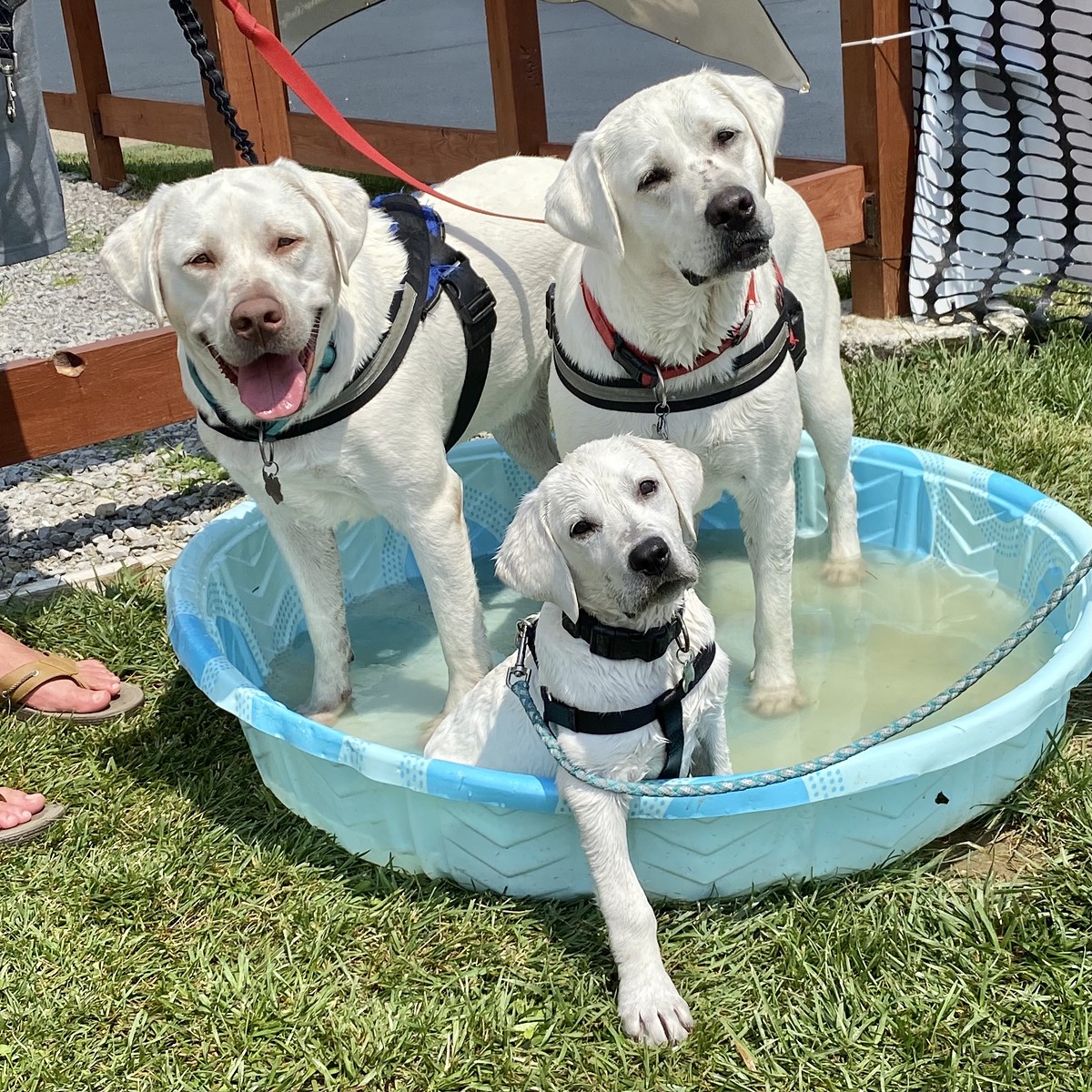 A puppy family in the pools at Red Dog Luau