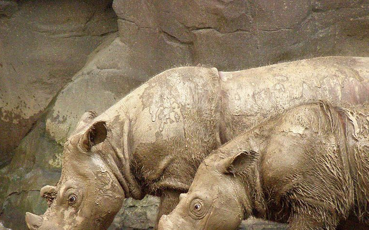 Review: 'Sumatran Rhino'