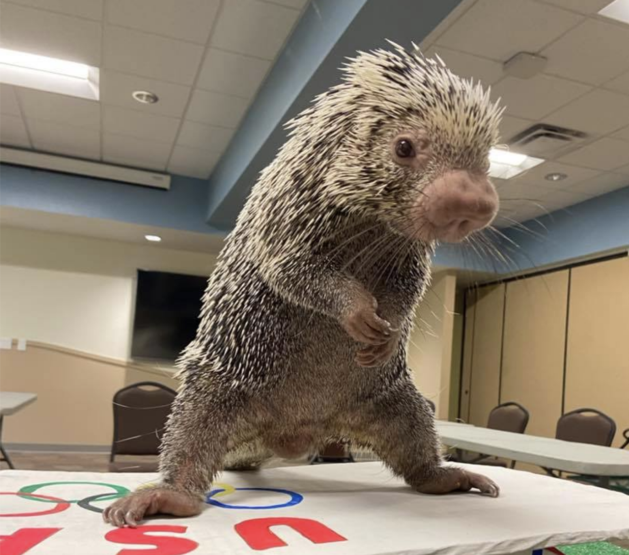 CityBeat favorite Rico the porcupine showing off his skateboarding skills.