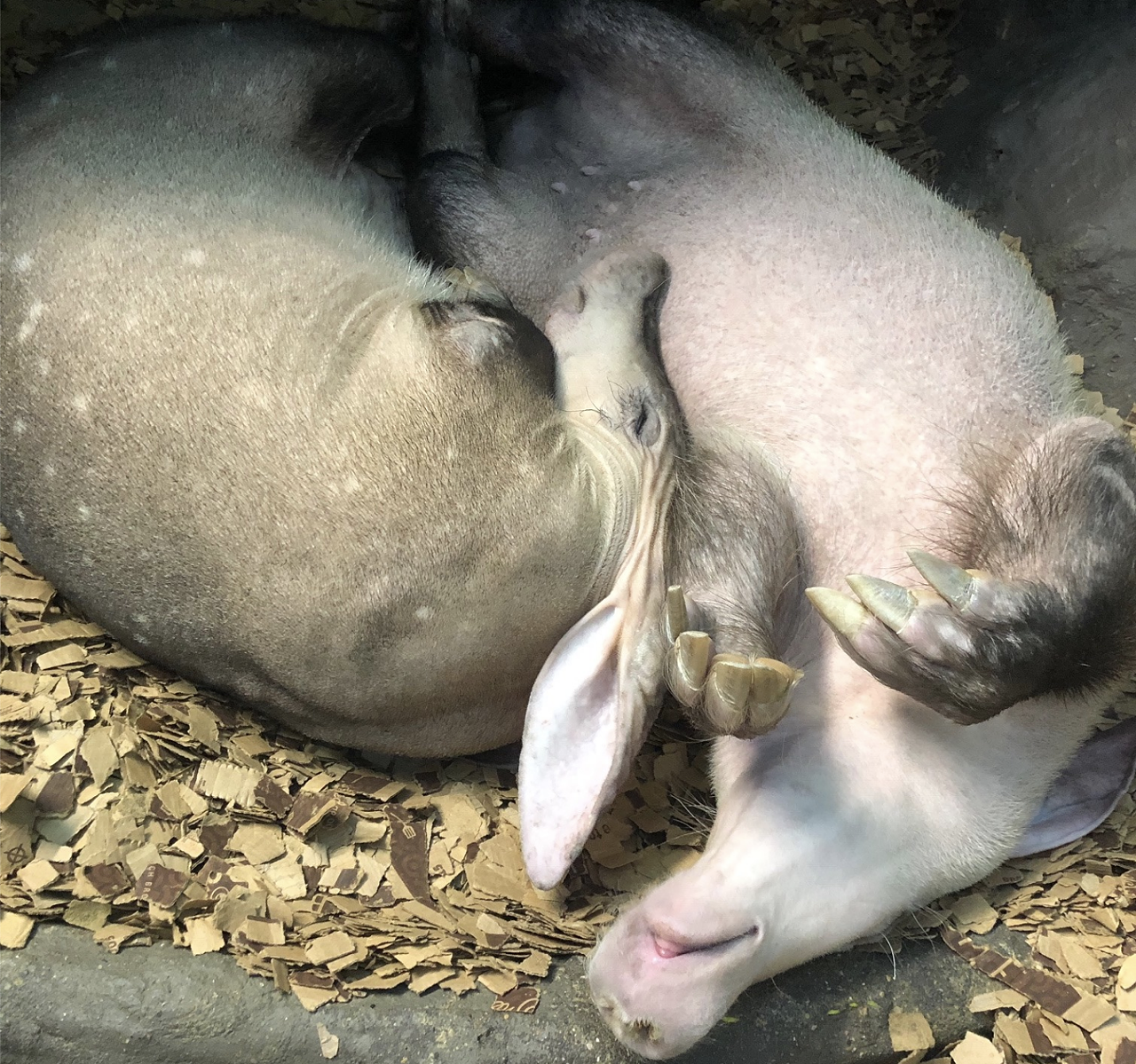 Sometimes it's exhausting being an aardvark.