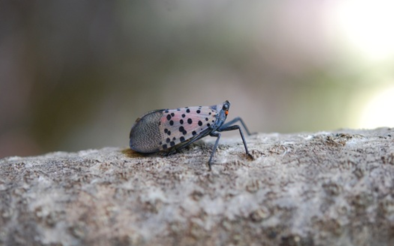 Spotted lanternflies have been reported in Ohio, Indiana, Pennsylvania and several other states near the East Coast.