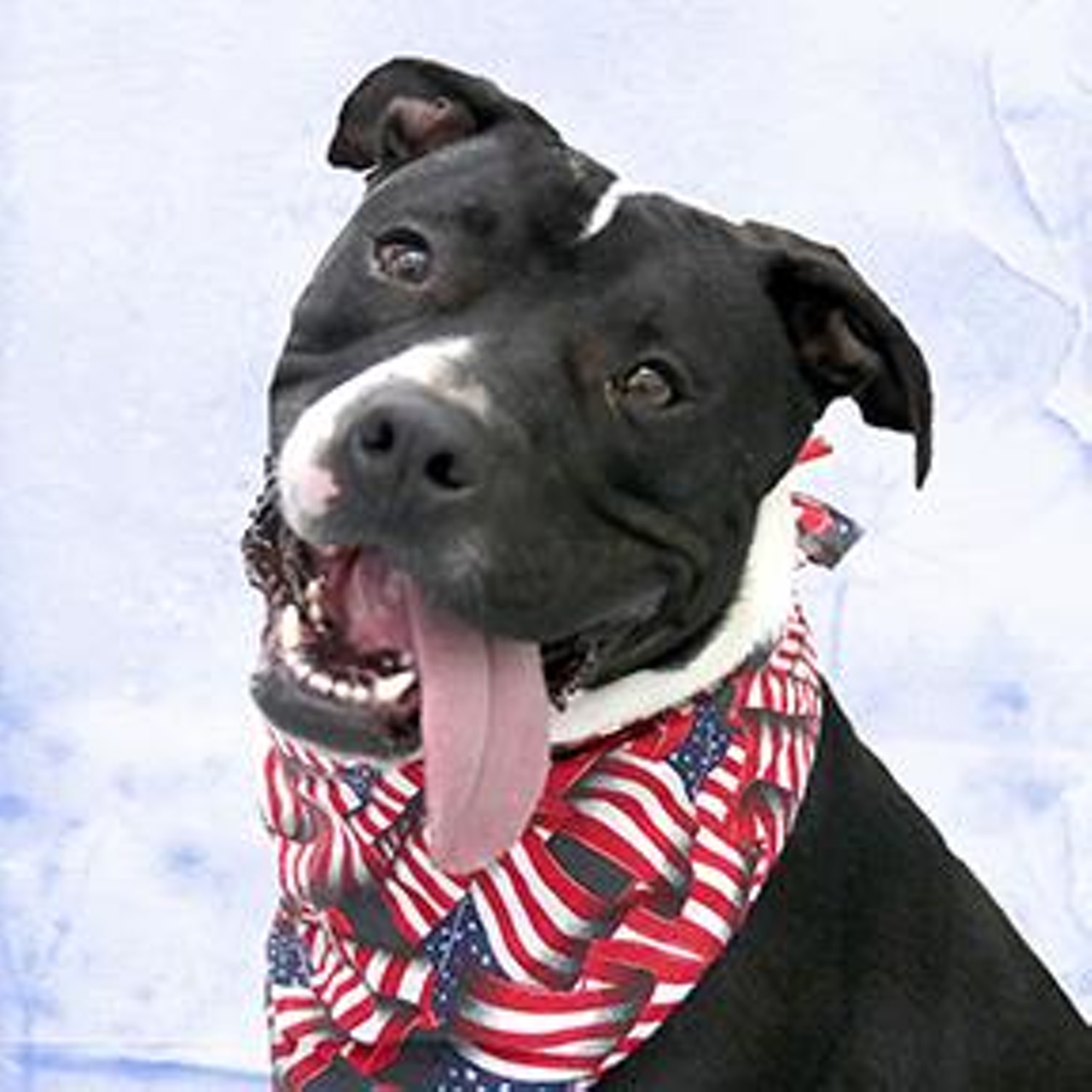 Name: Hank | Breed: Terrier/American Pit Bull/ Mix | Age: 2.5 years old | Sex: Male | Rescue: SPCA Cincinnati