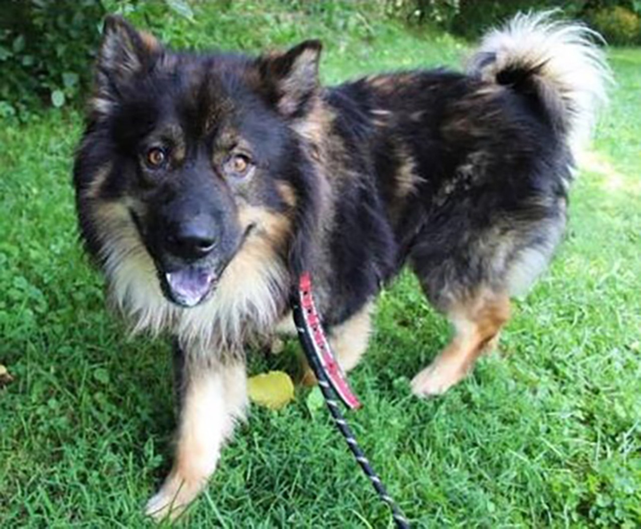 Chewbacca
Age: 2 years old | Breed: Chow Chow/Keeshond | Sex: Male | Rescue: SAAP 
Photo via adoptastray.com