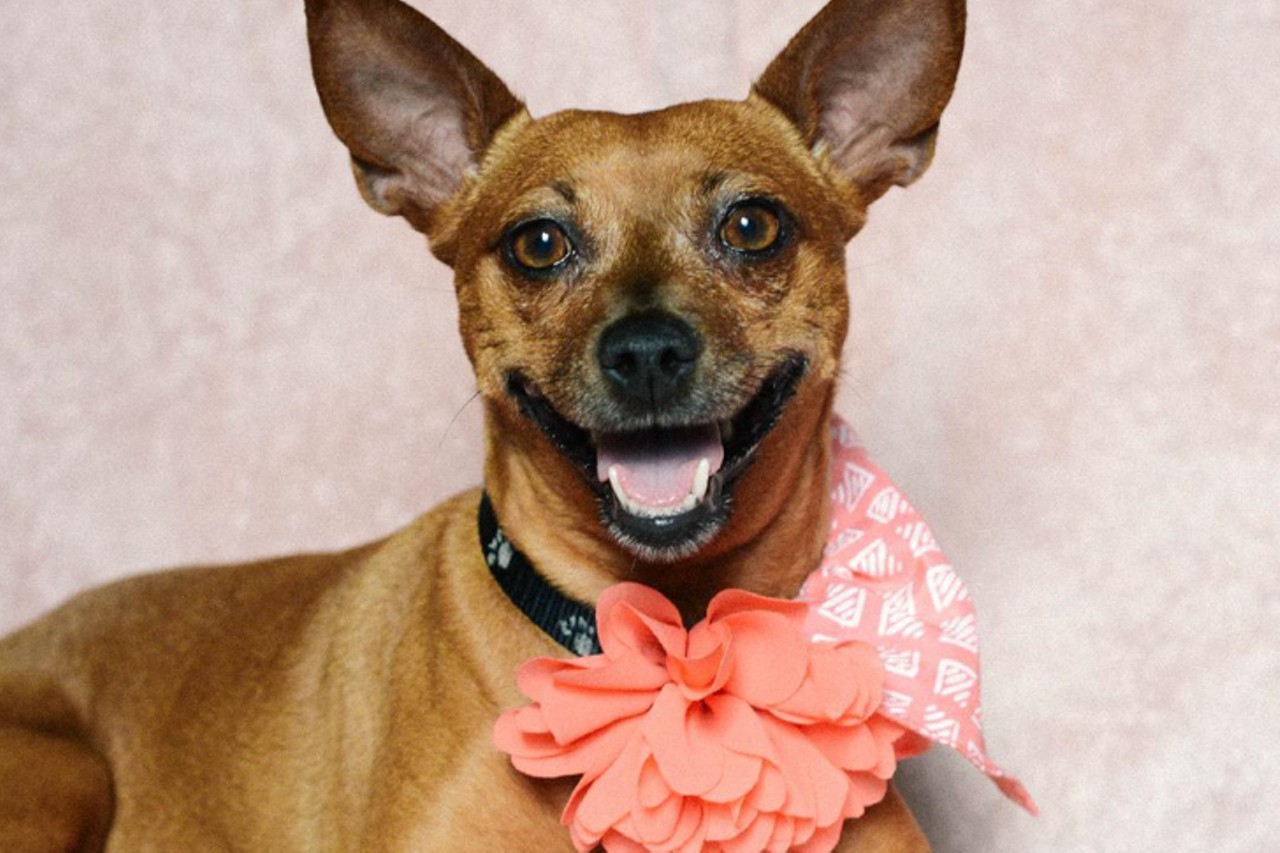 Mia
Age: 6 Years / Breed: Miniature Pinscher / Sex: Female / Rescue: Louie&#146;s Legacy
Photo via louieslegacy.org
