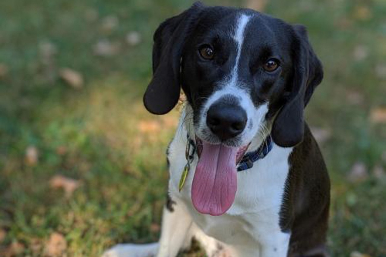 Beau
Age: 7 Months / Breed: Terrier, Beagle Mix / Sex: Male / Rescue: Stray Animal Adoption Program
Photo via petfinder.com