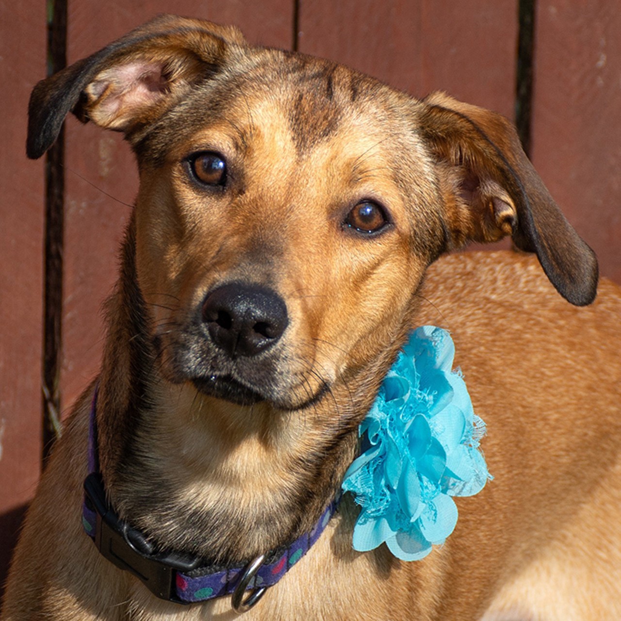 Buttercup
Age: 1 year old | Breed: Hound/Shepherd | Sex: Female | Rescue: Louie&#146;s Legacy 
Photo via LouiesLegacy.org