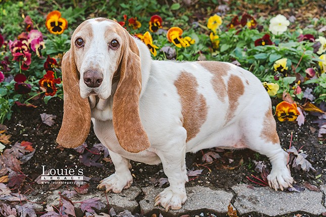Pear
    Age: 9 years old | Breed: Basset Hound | Sex: Female | Rescue: Louie&#146;s Legacy 
    Photo via LouiesLegacy.org